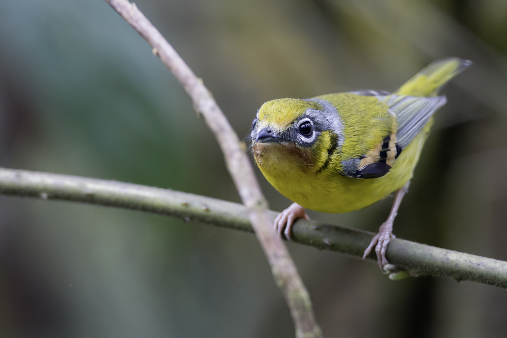 Black-eared Shrike-Babbler - Zwartoorbriltimalia - Allotrie  gorge marron (f)
