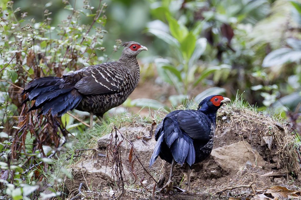 Kalij Pheasant - Nepalfazant - Faisan leucomle (m+f)
