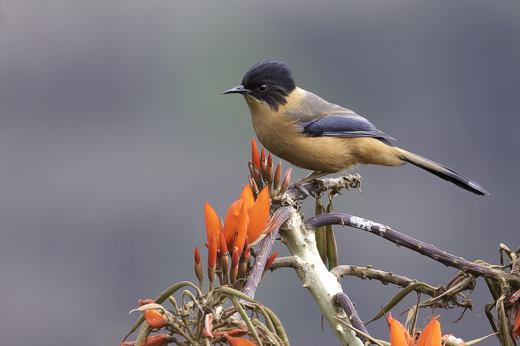 Rufous Sibia - Zwartkapsibia - Garrulaxe casqu