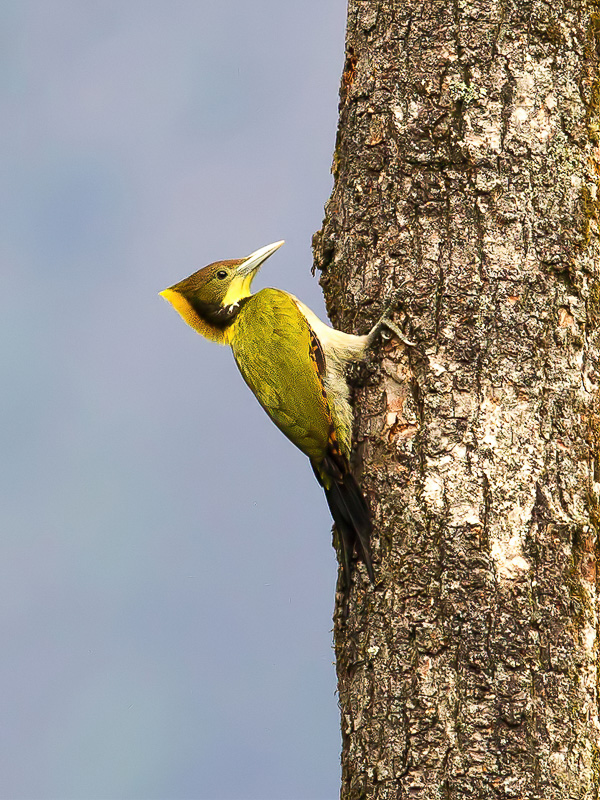 Greater Yellownape - Grote Geelkuifspecht - Pic  nuque jaune