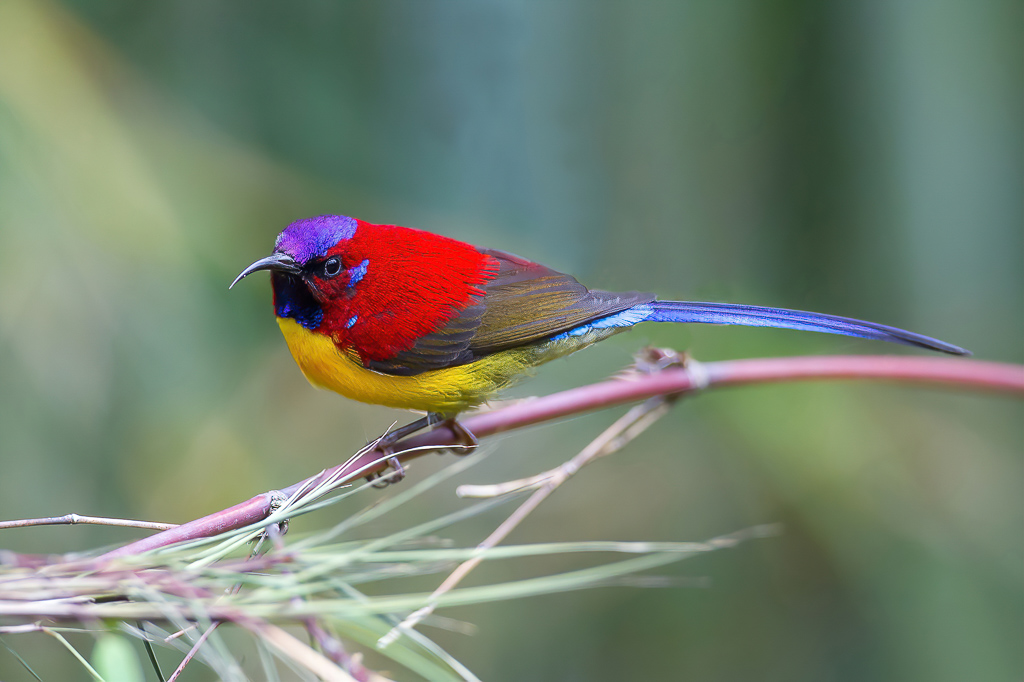 Mrs Goulds Sunbird - Goulds Honingzuiger - Souimanga de Gould (m)