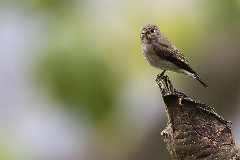 Dark-sided Flycatcher - Roetvliegenvanger - Gobemouche de Sibrie
