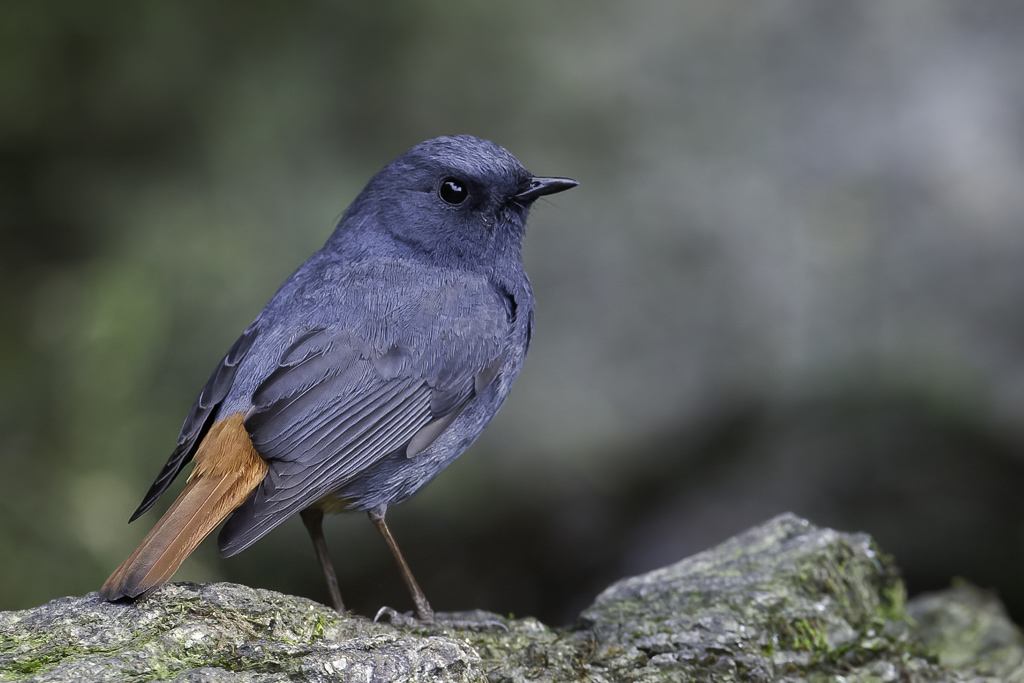 Plumbeous Water Redstart - Waterroodstaart - Rougequeue fuligineux (m)