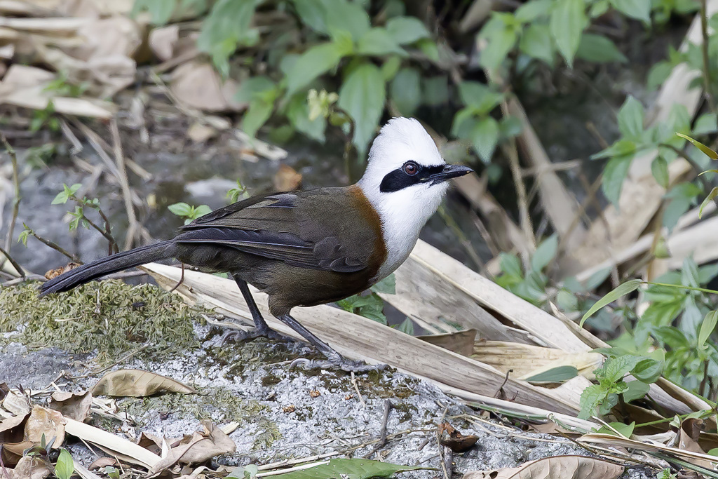 White-crested Laughingthrush - Witkuiflijstergaai - Garrulaxe  huppe blanche