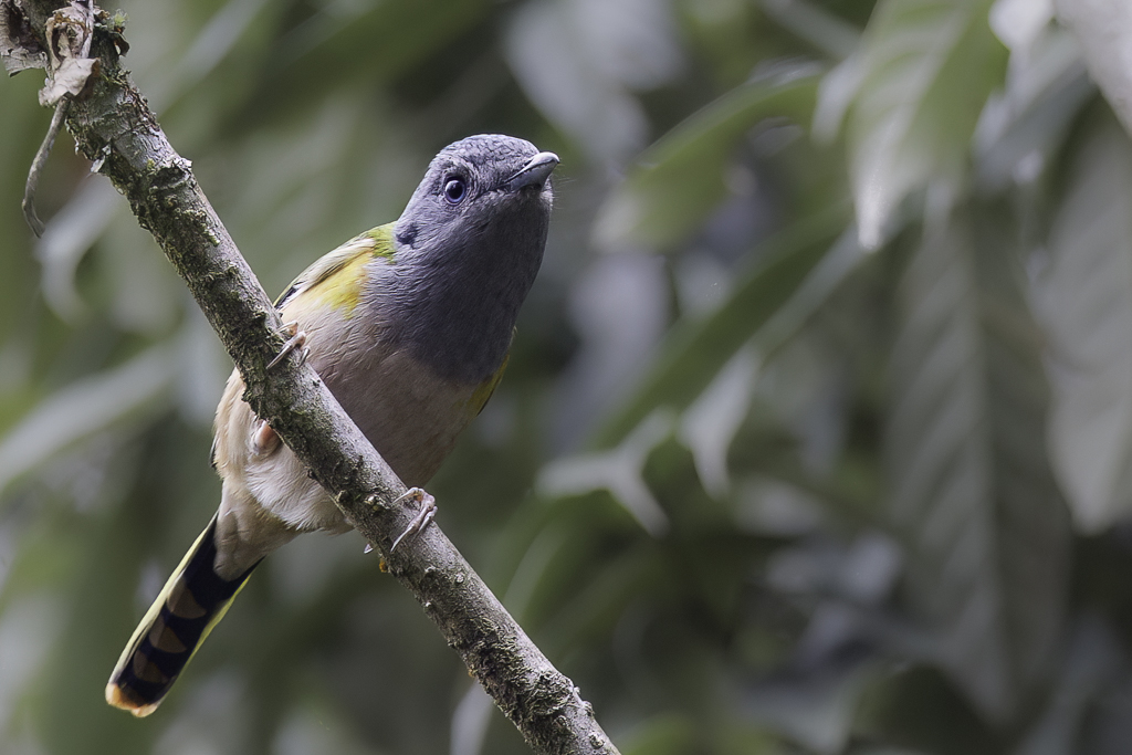 Black-headed Shrike-Babbler - Zwartkopklauwiertimalia - Allotrie  ventre roux (f)