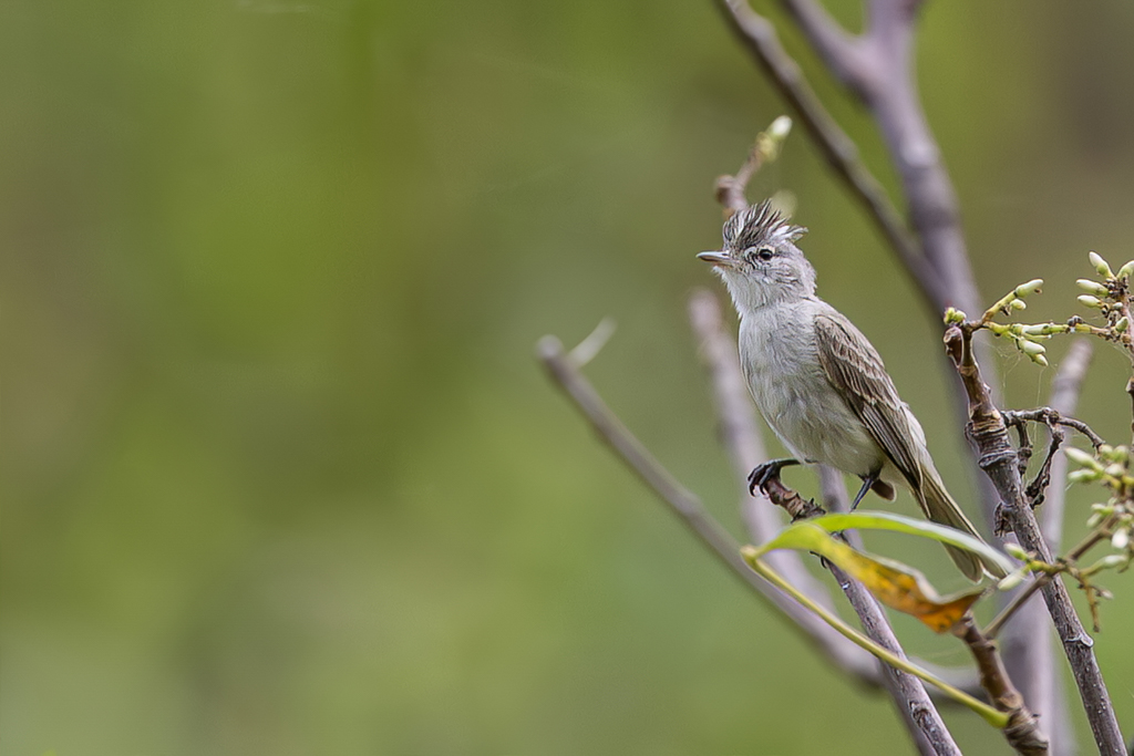 Grey-and-white Tyrannulet - Grijswitte Elenia - lnie gris et blanc