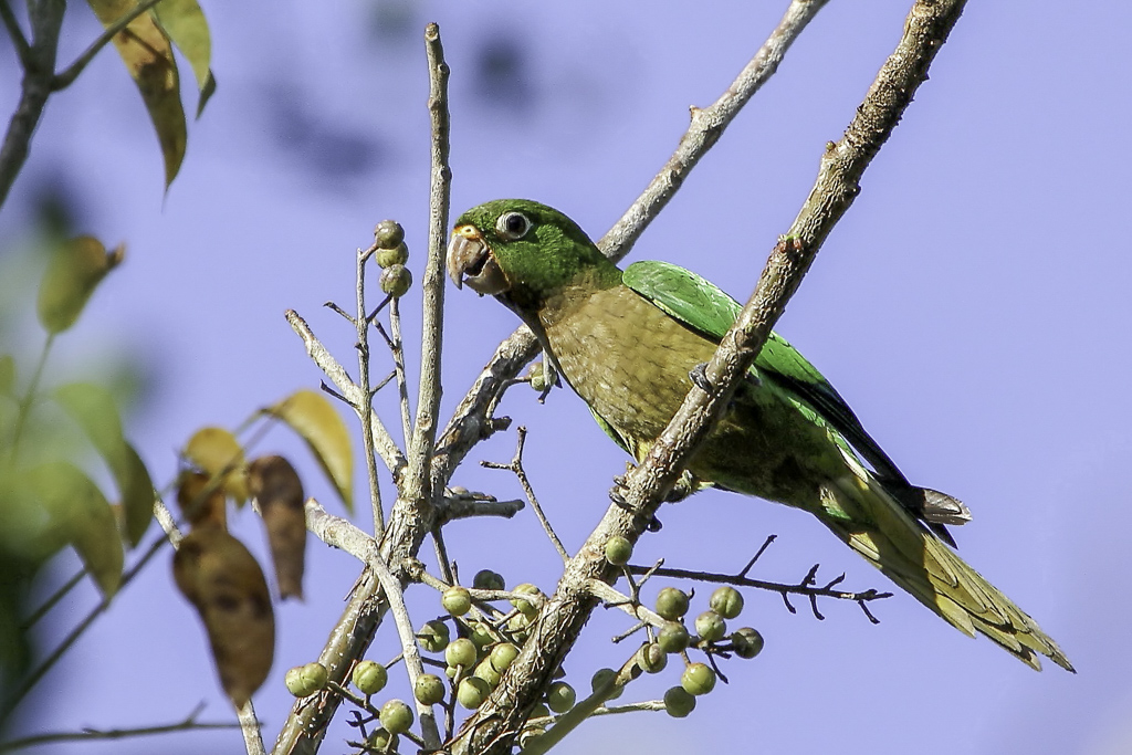 Olive-throated Parakeet - Olijfkeelaratinga - Conure naine