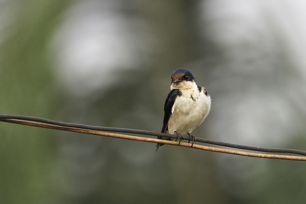 Ethiopian Swallow - Ethiopische Zwaluw - Hirondelle dthiopie