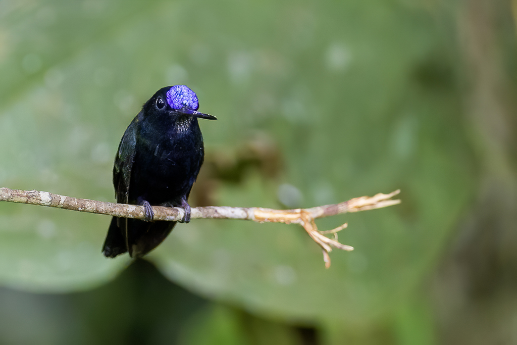 Blue-fronted Lancebill - Blauwvoorhoofdlancetkolibrie - Porte-lance de Jeanne