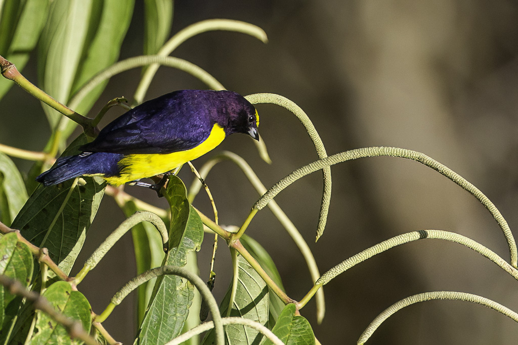 Purple-throated Euphonia - Purperkeelorganist - Organiste chlorotique