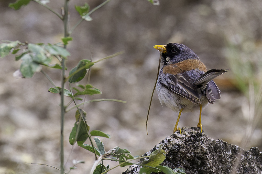 Buff-bridled Inca Finch - Geelbaardinkagors - Chipiu  moustaches