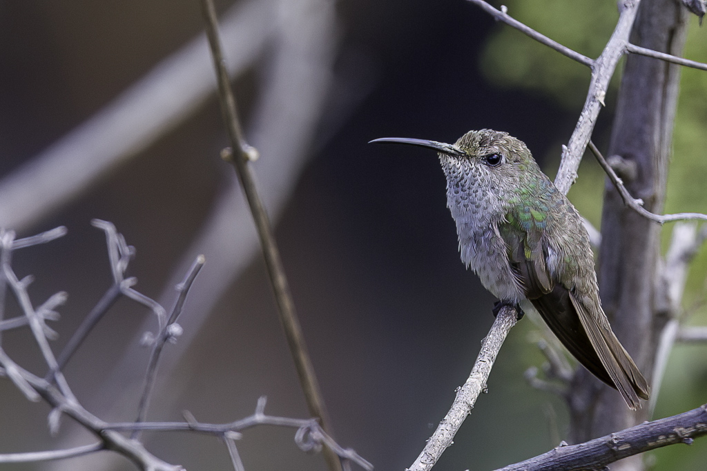 Spot-throated Hummingbird - Vlekkeelkolibrie - Colibri de Taczanowski