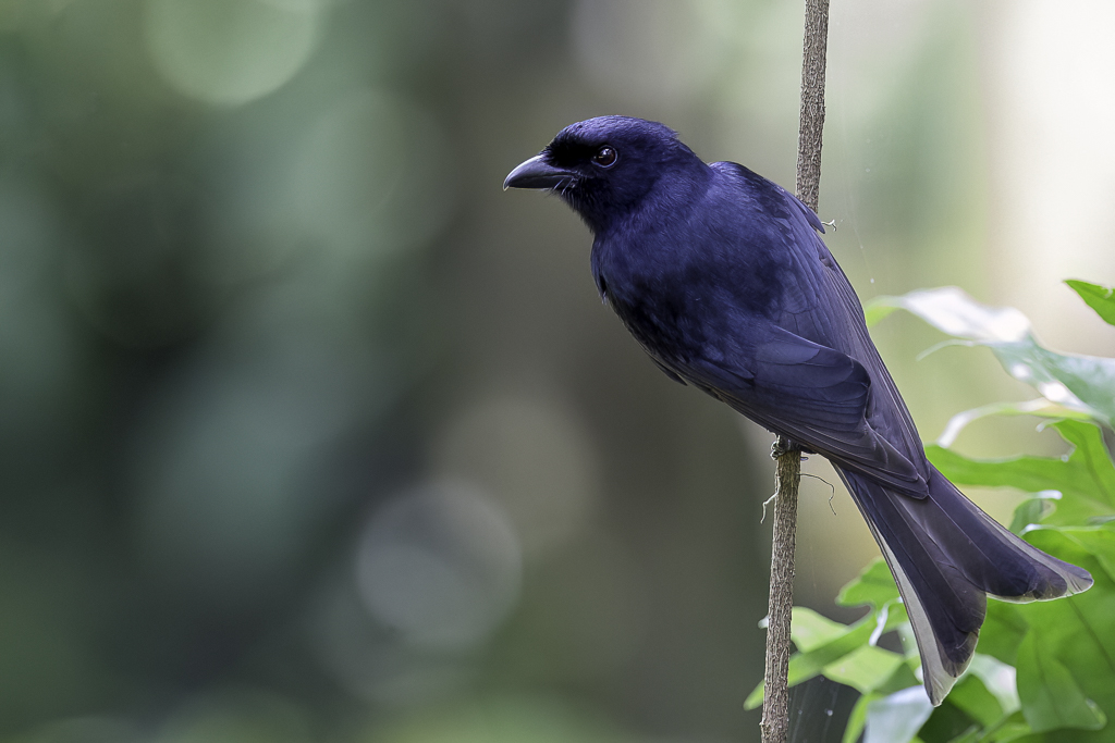 Grande Comore Drongo - Comorendrongo - Drongo de Grande Comore