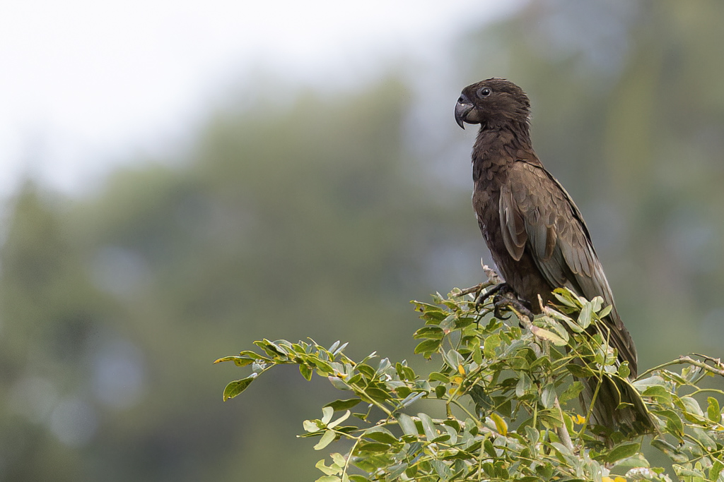 Greater Vasa Parrot - Grote Vasapapegaai - Grand Vaza