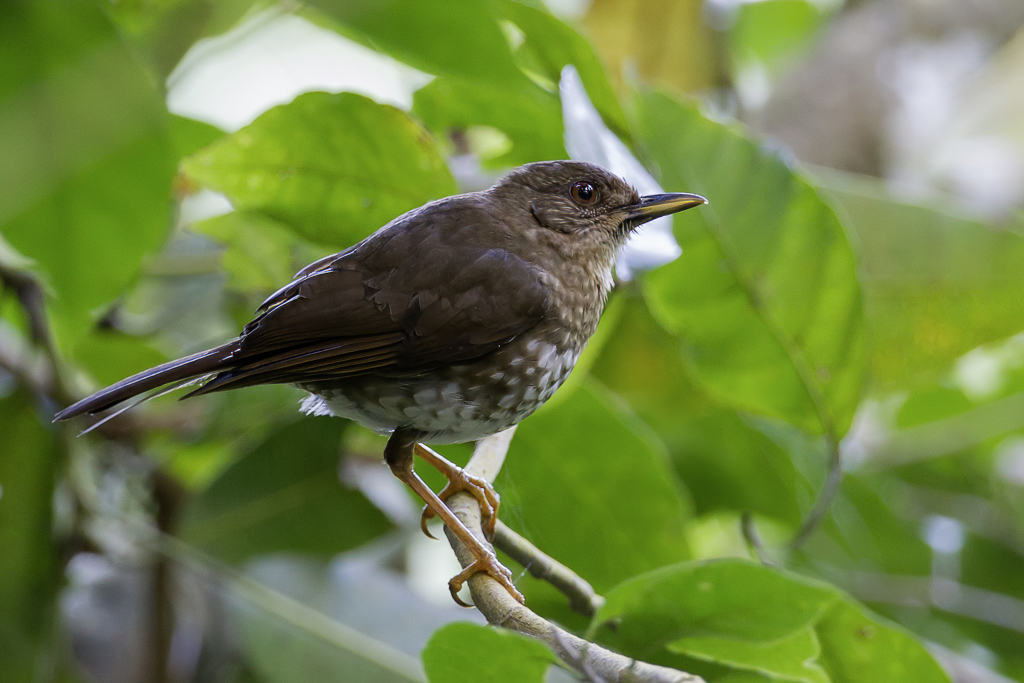 Comoro Thrush - Comorenlijster - Merle des Comores