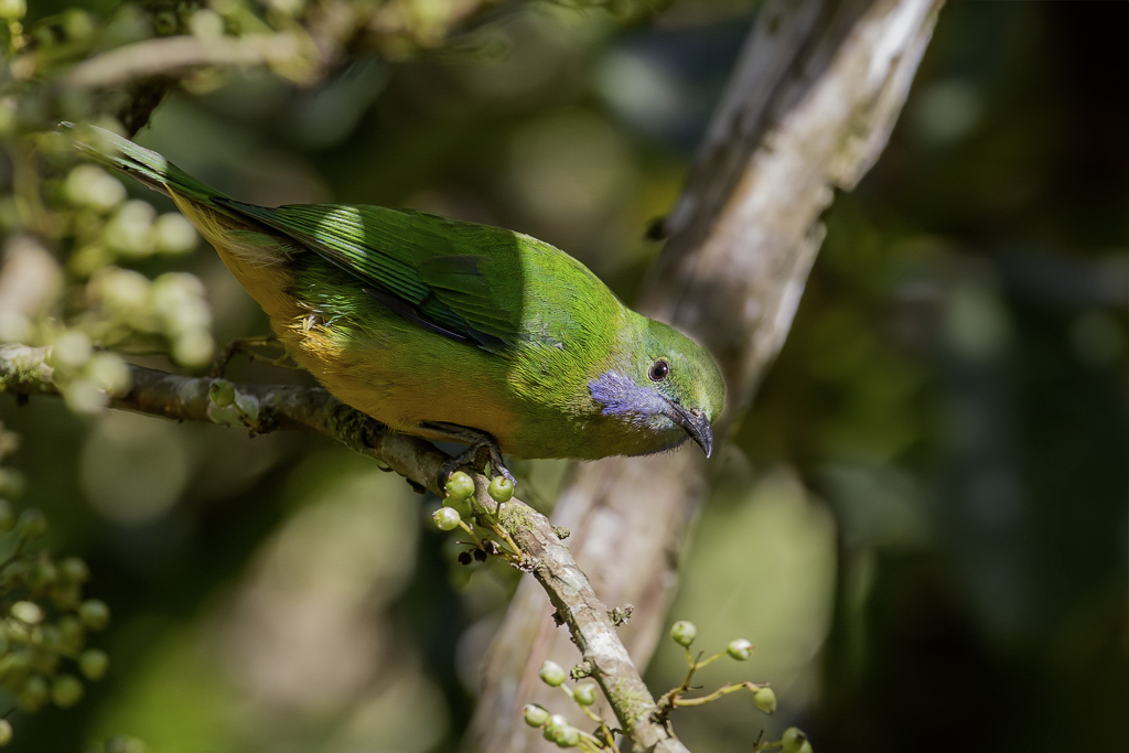 Orange-bellied Leafbird - Oranjebuikbladvogel - Verdin de Hardwicke (f)