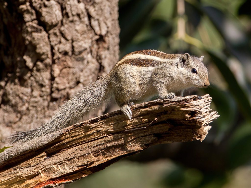 Indian palm squirrel