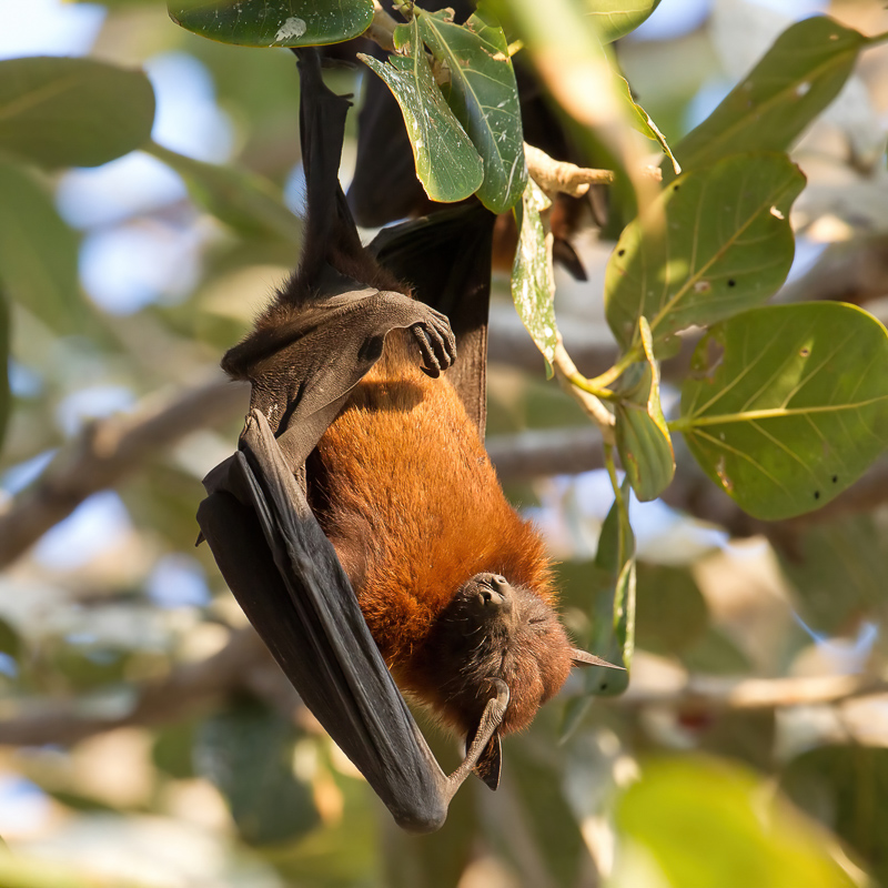 Indian flying fox