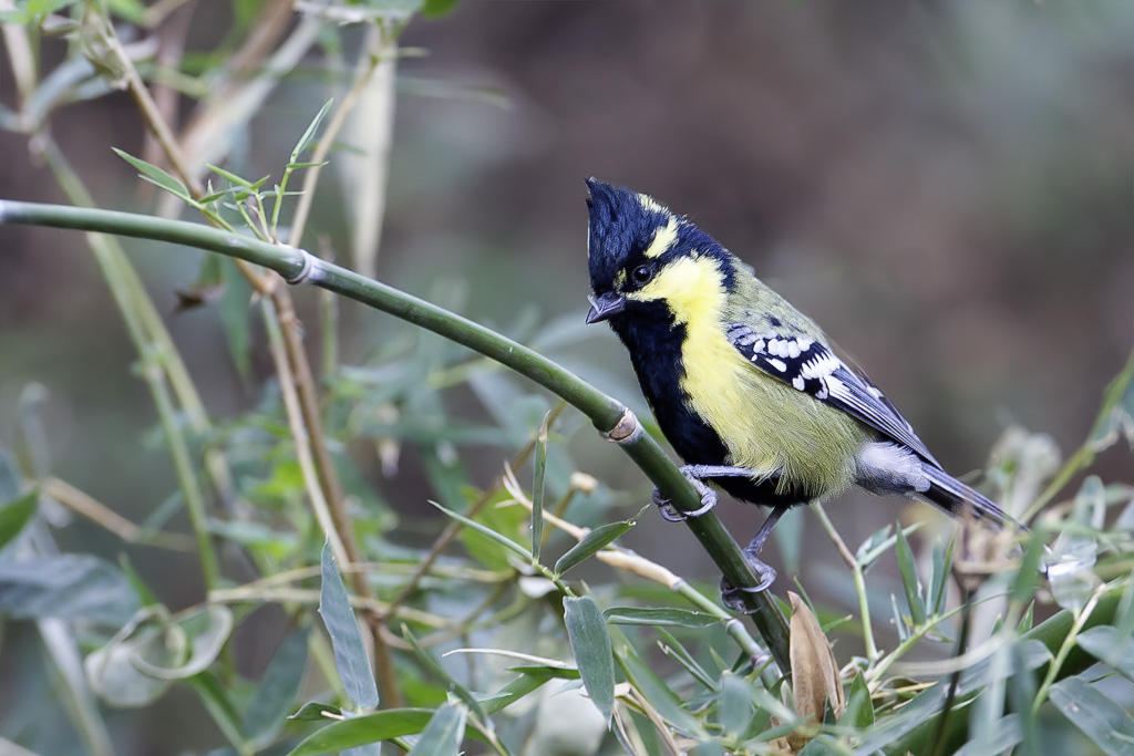 Indian Black-lored Tit - Indiase Kroonmees - Msange jaune
