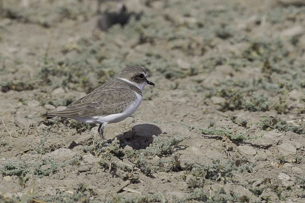 Kentish Plover - Kaapse Plevier - Pluvier  collier interrompu