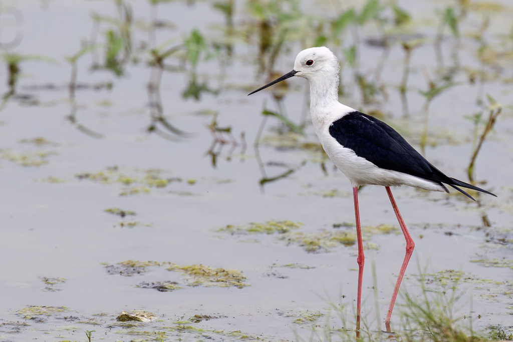 Black-winged Stilt - Steltkluut - chasse blanche