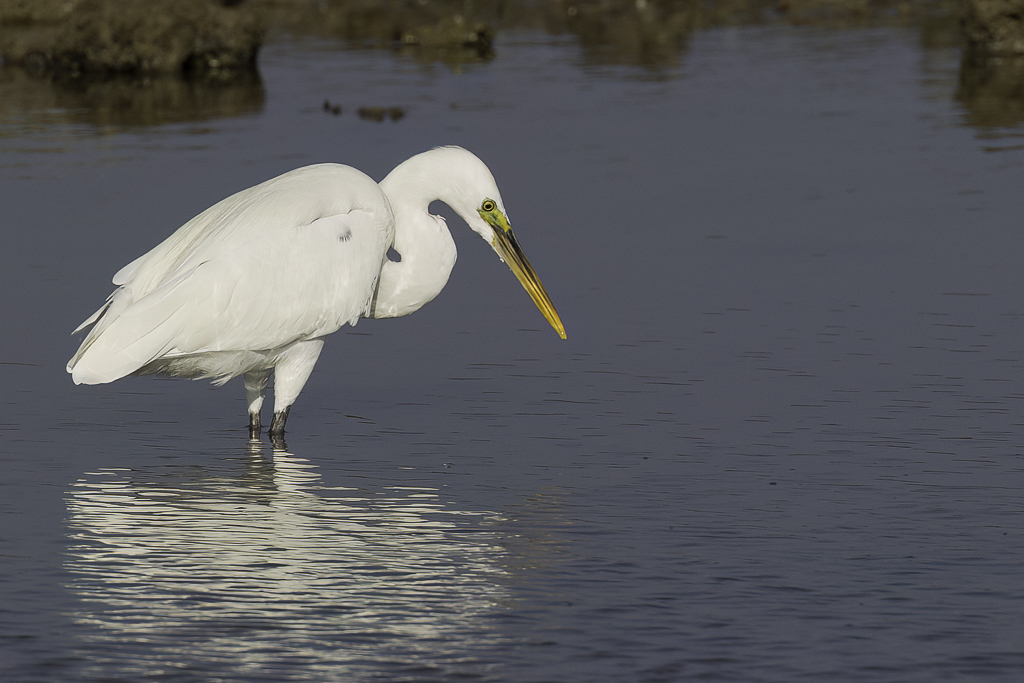 Western Reef Heron - Westelijke Rifreiger - Aigrette  gorge blanche (white morph)