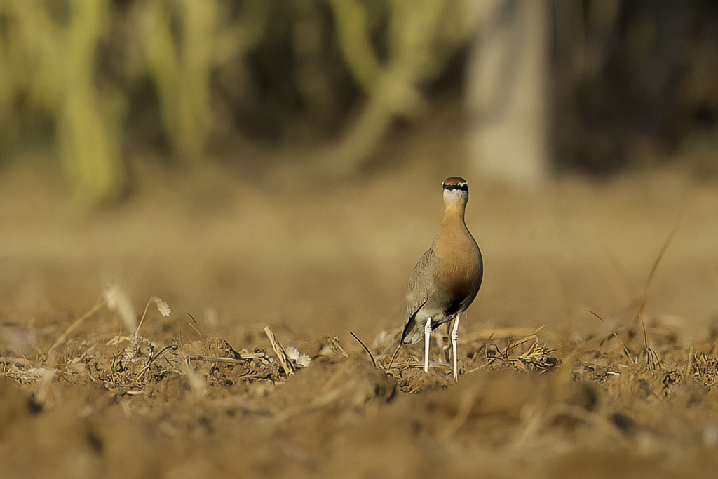 Indian Courser - Indische Renvogel - Courvite de Coromandel