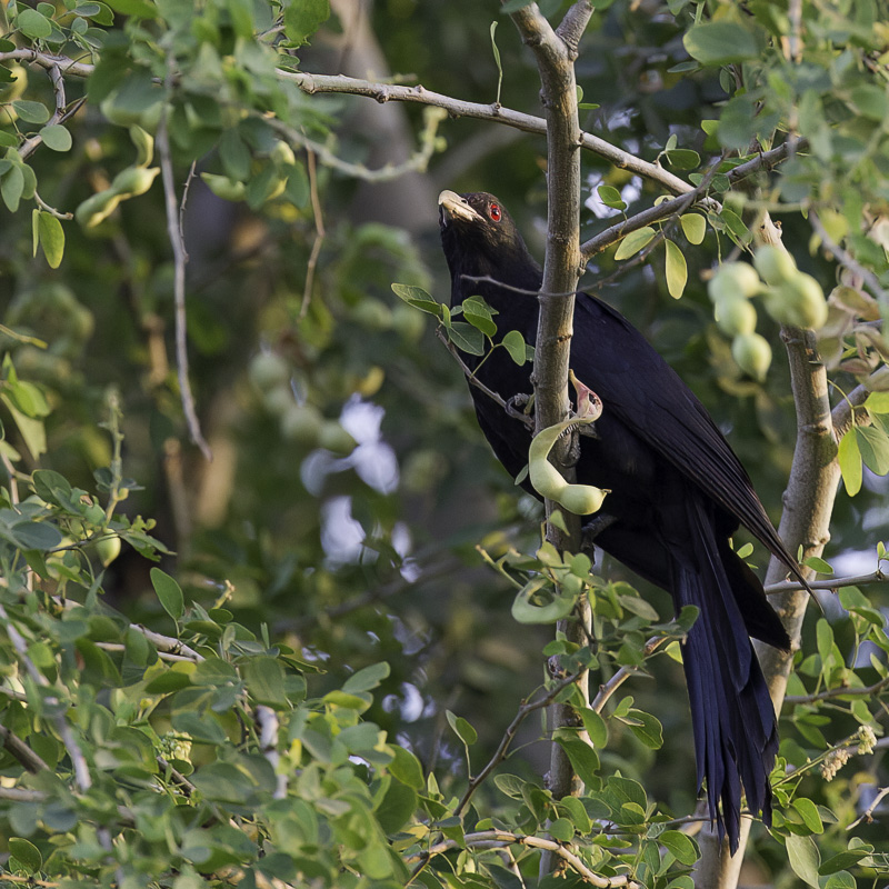 Asian Koel - Indische Kol - Coucou kol