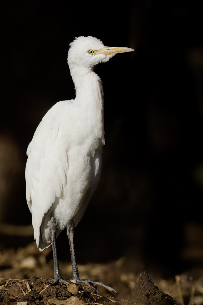 Eastern Cattle Egret - Oostelijke Koereiger - Gardeboeuf dAsie
