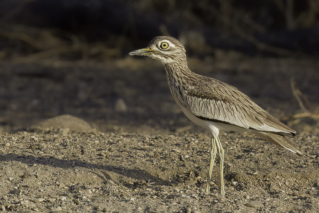 Senegal Thick-knee - Senegalese Griel - Oedicnme du Sngal