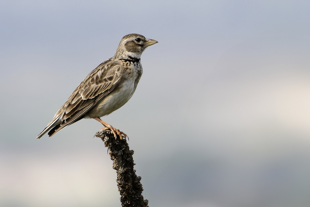 Calandra Lark - Kalanderleeuwerik - Alouette calandre