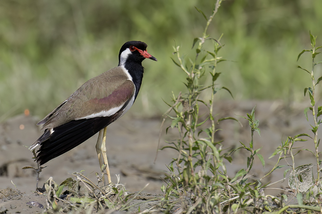 Red-wattled Lapwing - Indische Kievit - Vanneau indien