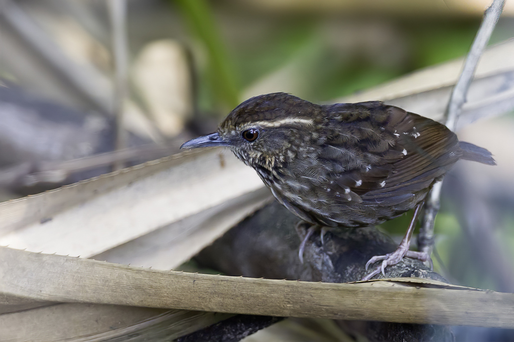 Eyebrowed Wren-Babbler - Streepborstsluiptimalia - Petite Turdinule
