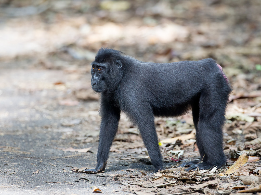 Crested black macaque (f)