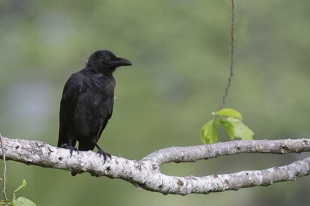 Slender-billed Crow - Soendakraai - Corneille  bec fin