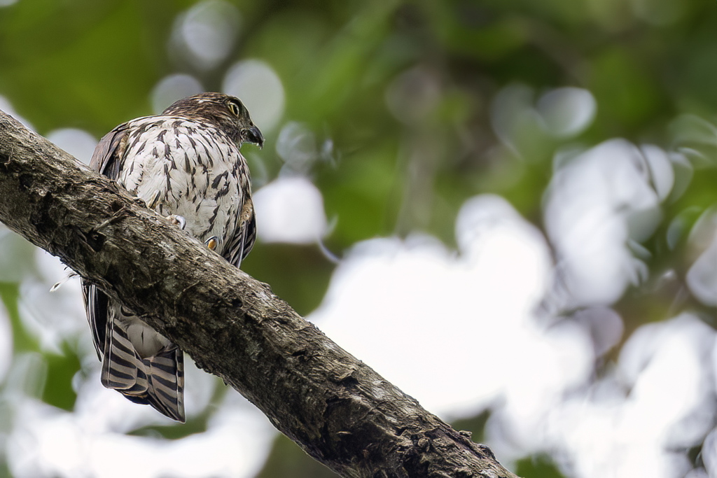 Sulawesi Goshawk - Grijskophavik - Autour des Clbes (j)