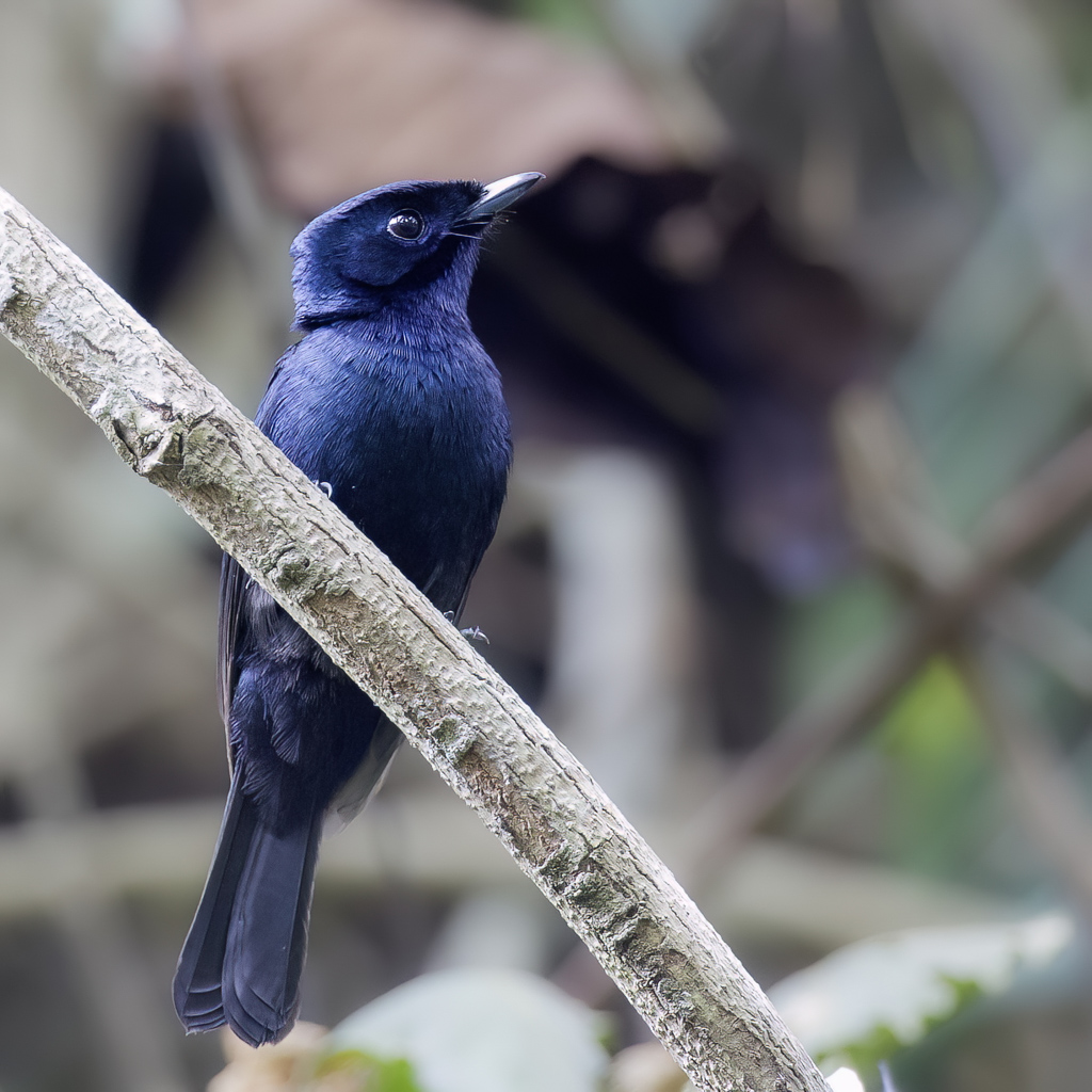 Shining Flycatcher - Zwarte Monarch - Monarque luisant (m)