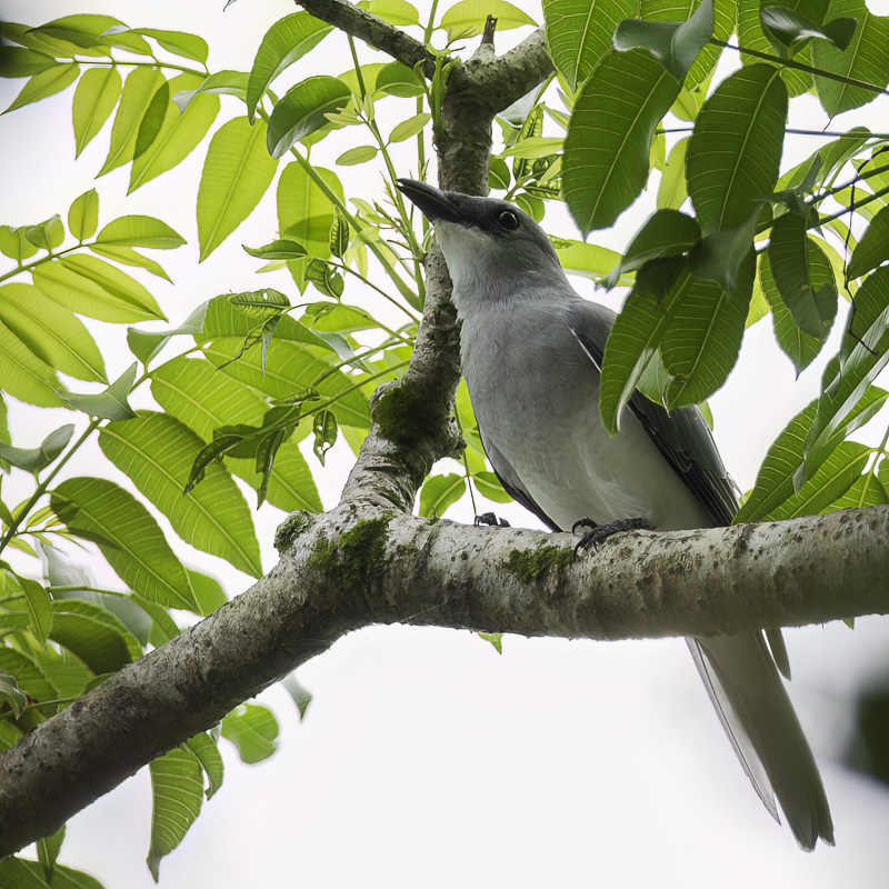 White-bellied Cuckooshrike - Papoearupsvogel - chenilleur choucari