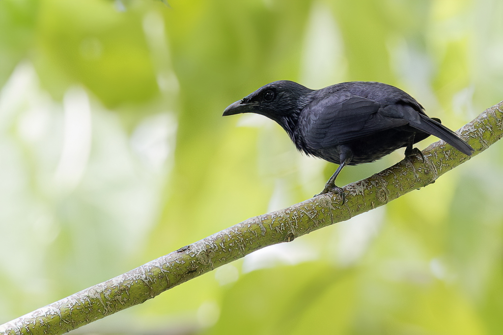 Moluccan Starling - Molukse Purperspreeuw - Stourne des Moluques