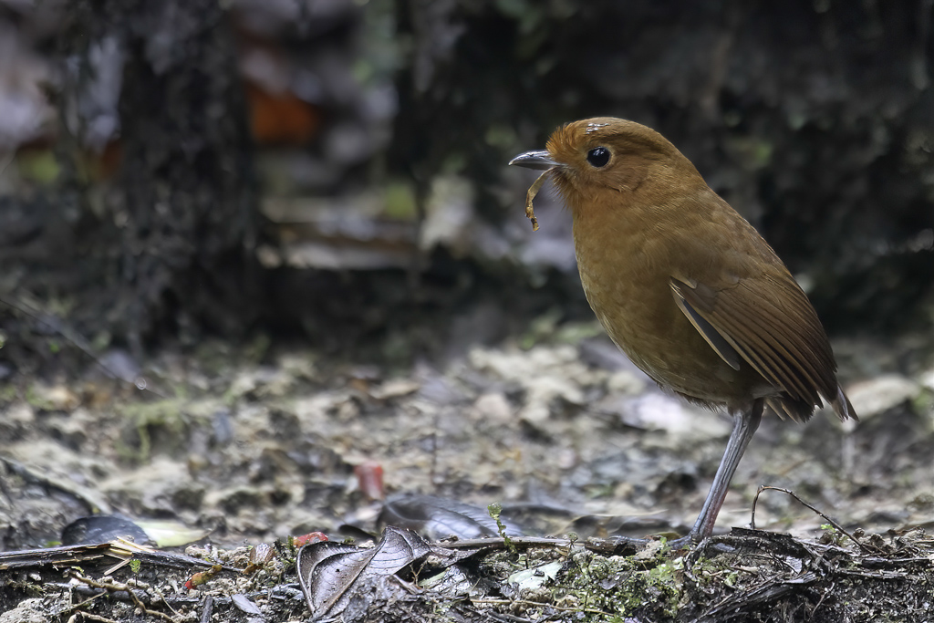 Equatorial Antpitta - Evenaarmierpitta - Grallaire dquateur