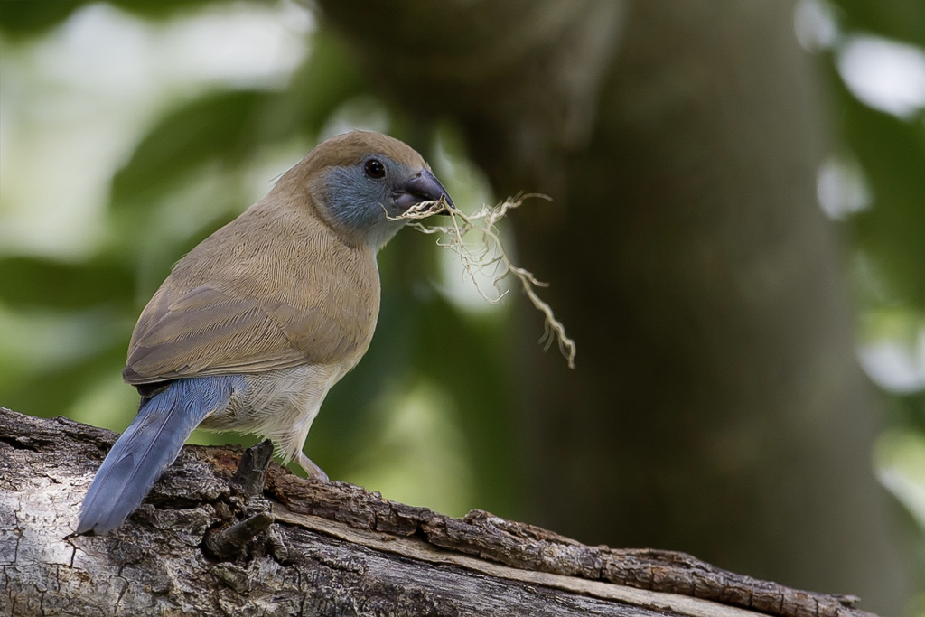 Red-cheeked Cordonbleu - Blauwfazantje - Cordonbleu  joues rouges (f)