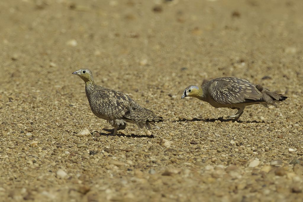 Crowned Sandgrouse - Kroonzandhoen - Ganga couronn (m+f)