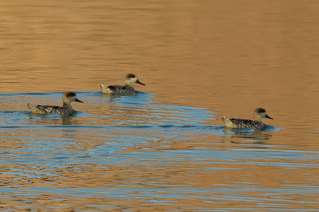 Marbled Duck - Marmereend - Marmaronette marbre