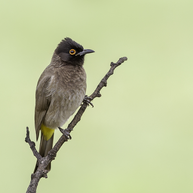 African Red-eyed Bulbul - Maskerbuulbuul - Bulbul brunoir