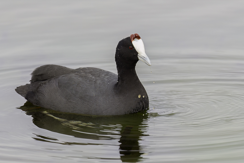Red-knobbed Coot - Knobbelmeerkoet - Foulque  crte