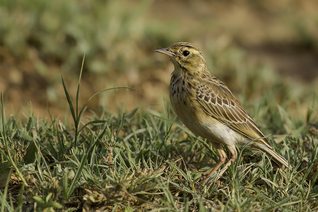 African Pipit -  Kaneelpieper - Pipit africain