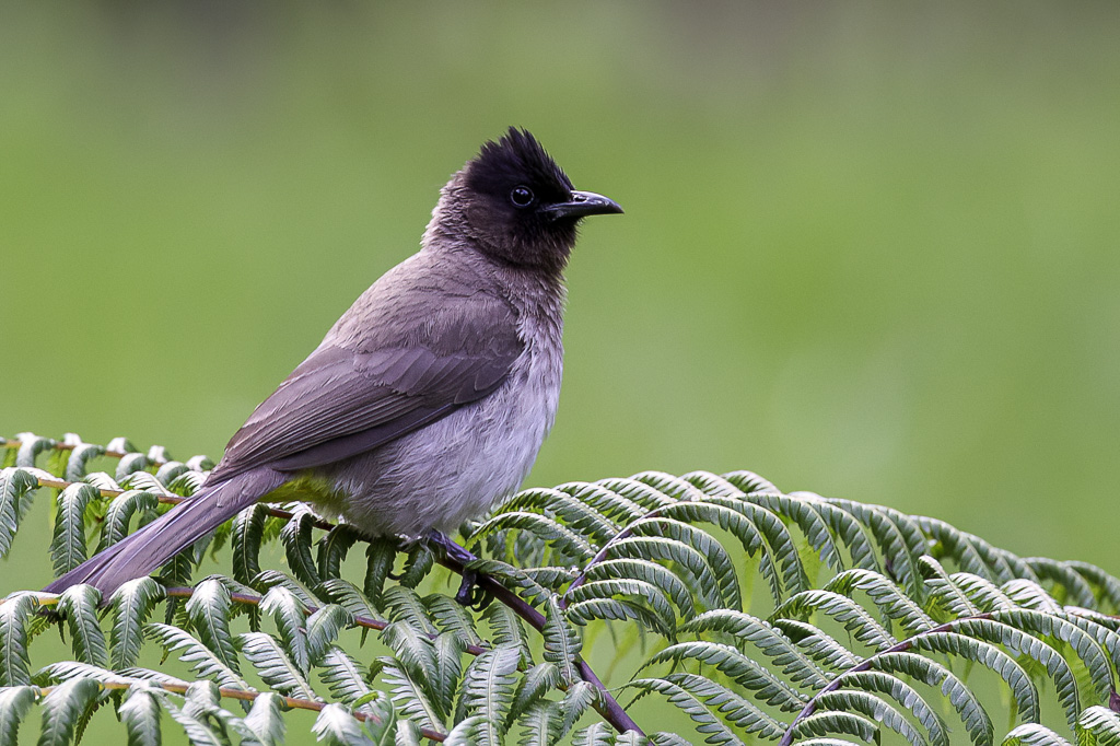 Common Bulbul - Grauwe Buulbuul - Bulbul des jardins