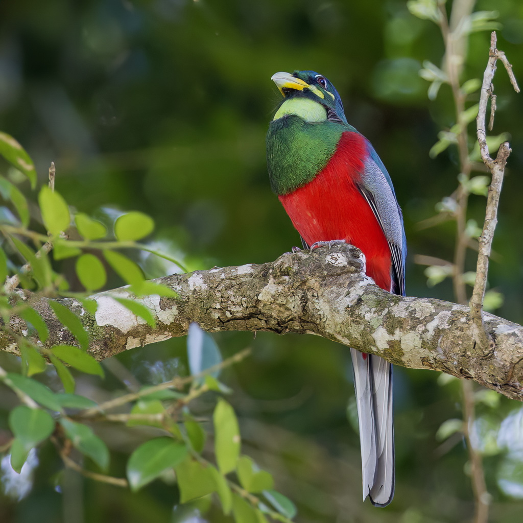 Narina Trogon - Narinatrogon - Trogon narina (m)