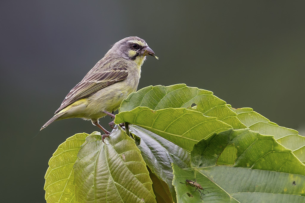 Yellow-fronted Canary - Mozambiquesijs - Serin du Mozambique