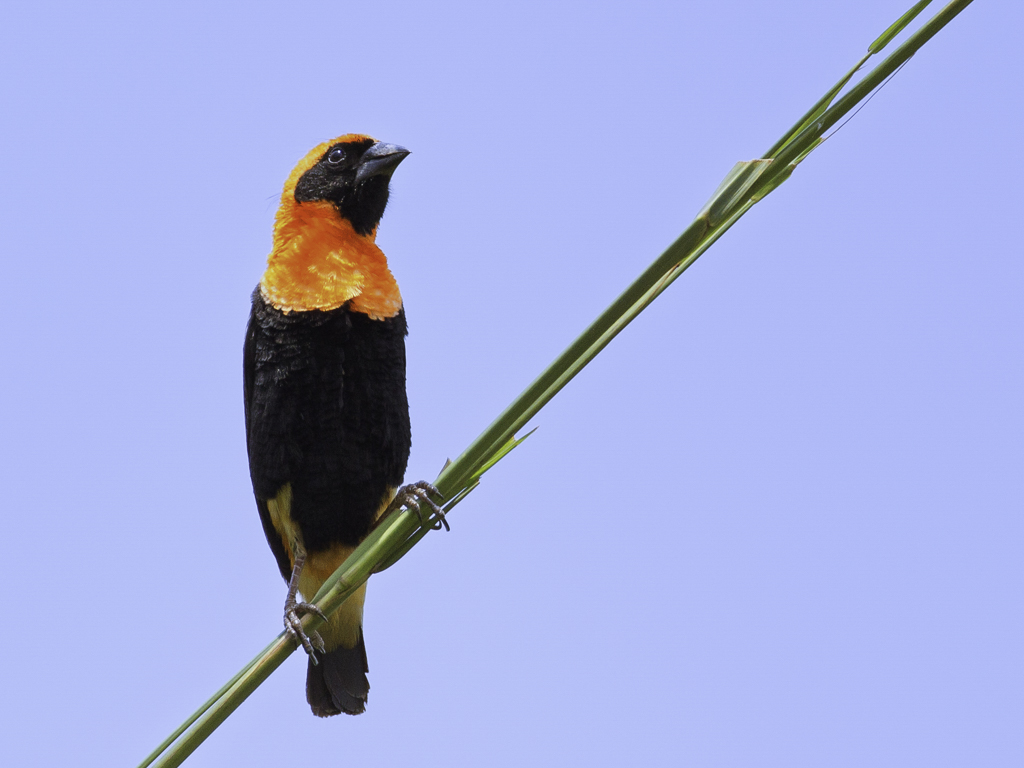 Black-winged Bishop - Roodvoorhoofdwever - Euplecte monseigneur (m)